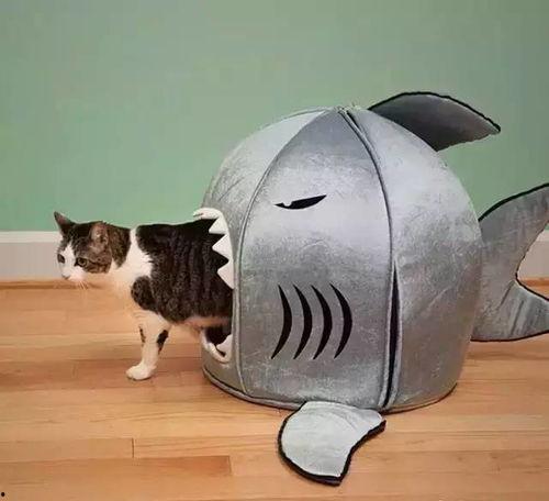 娱乐吃瓜酱猫窝